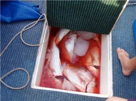 adams first adventure