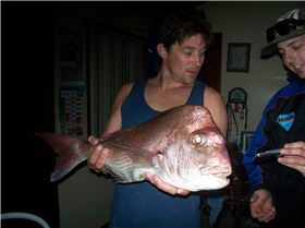 snapper