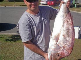 Snapper 3.5kg