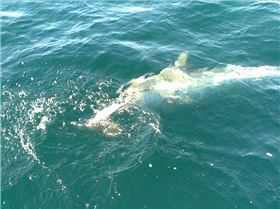 24 fathoms in a pursuit 550f