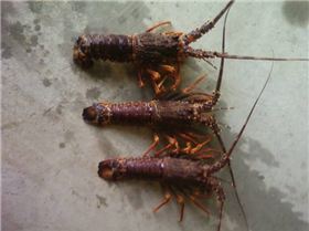 esperance great place to live!