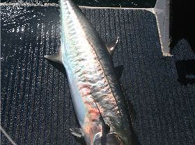 08-14-7 Onslow Fishing 075