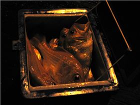 edsac nanny esky edited