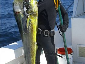 Spearfished this big boy (23-25KG) Mahi Mahi