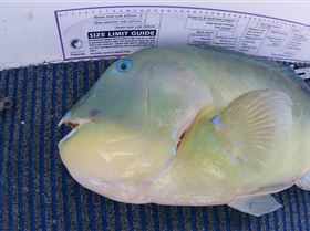 08-09-7 Exmouth Fishing 090