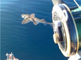 Port Jackson Shark