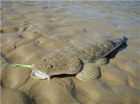 nice flatty on a plastic