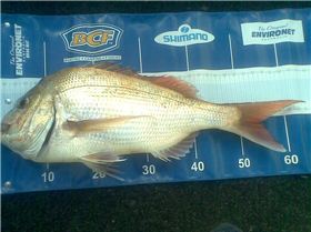 6kg snapper    4m  depth