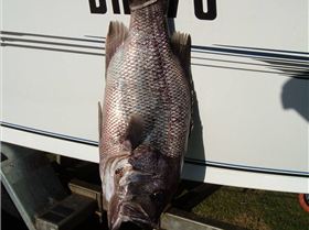 caught out from warnbro