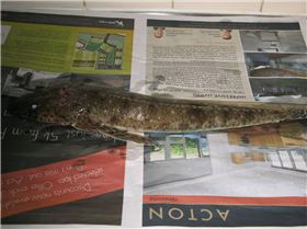 freo flathead---squidrage