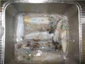 freo squid-squidrage