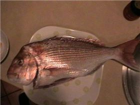 baby pink snapper 65cm
