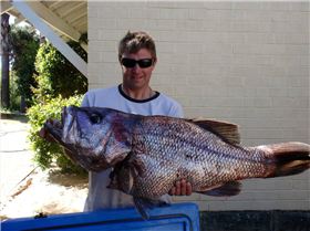 suck on this dhufish you dickhead Tony