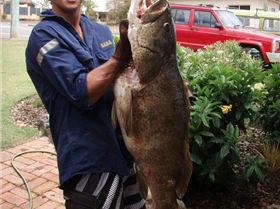 18kg Cod