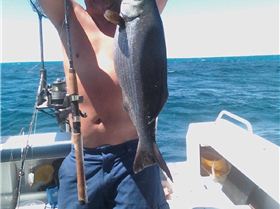 mecca's monster bream