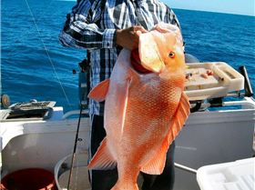 red emperor 13.65kilos