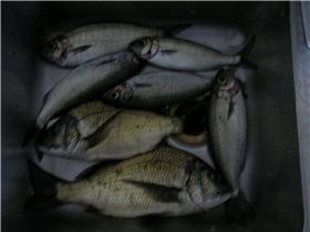 10.mins worth squidrage