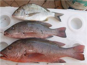 32cm Bream, 36cm & 50cm Jacks
