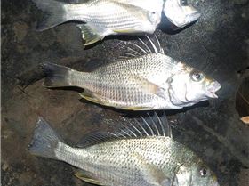 2 Grunters & 1 Bream