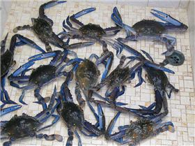 good crabrage squidrage