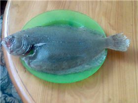flounder