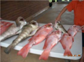 joe and friends out on undine reef north queensland