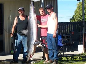 Tas. shark comp we came third 71 -8 kg