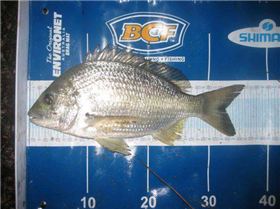 Bream2