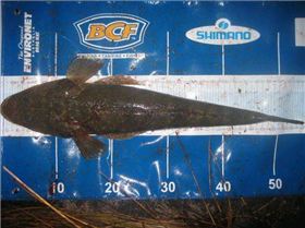 Dusky Flathead