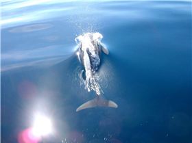 the great wonders of the ocean