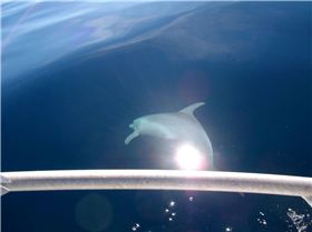 the great wonders of the ocean