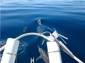 the great wonders of the ocean