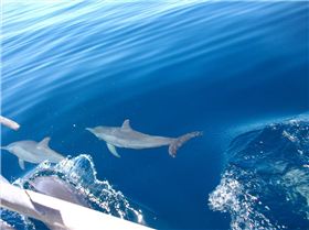 the great wonders of the ocean