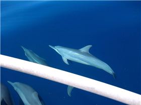 the great wonders of the ocean