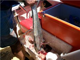 the great wonders of the ocean