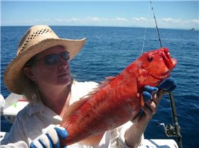 Scruffy outfishes Legaless again at Batt reef