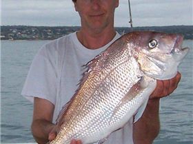 6kg October Snapper