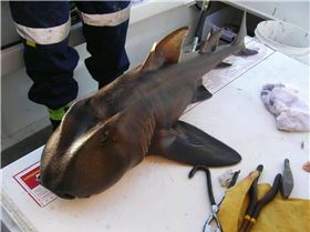 PORT JACKSON........YEAH