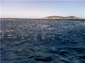 now thats a school of salmon