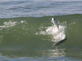 salmon chases mullet