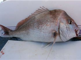 10-06-7 shark bay 276