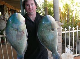 blurter bluebone bash karratha