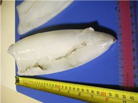 Cracker of a squid 7/7/10