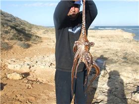 Head on it size of a coke can , caught on whiting hook and a 5c piece of rump stake.Thru it back
