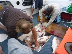 pinks the result of all hooked up at once!