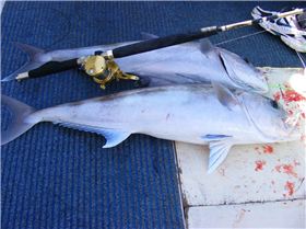 more sambos double headers even@