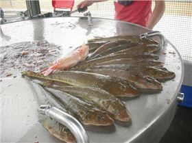 Nice feed of flattie