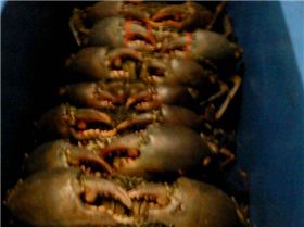 keppel ck. mudcrabs
