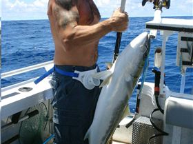 12kg kingie first drop on jig