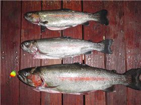 rainbow trout for dinner